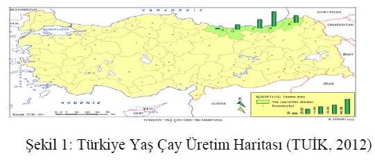 Çay Tiplerinin (Siyah, Yeşil ve Beyaz Çay) Tıbbi Önemi Aysel Özcan1, Emine Yurteri1, Fatih Seyis1 1Recep Tayyip Erdoğan Universit: Faculty of Agriculture and Natural Science, Field Crops Department,