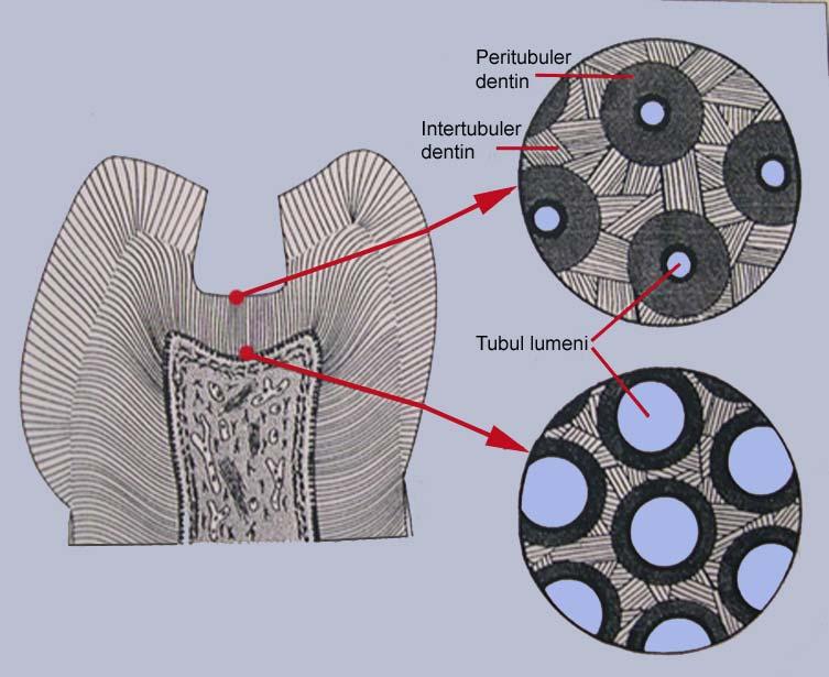 Tübül sıvısı 25-30mm Hg