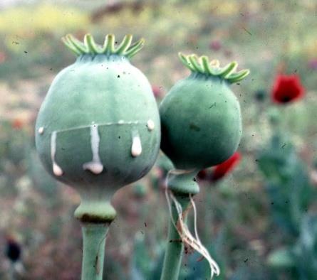 Bitki: Papaver