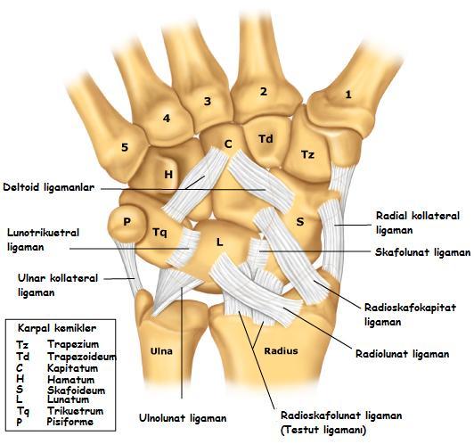 Dış bağlar ise; palmar yüzde radial tarafta radioskafokapitat bağ, radioskafolunat bağ, uzun ve kısa radiolunat bağ, ulnar tarafta ulnolunat ve ulnotrikuetral bağlardır.