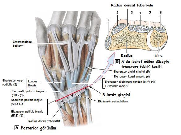 Beşinci Dorsal Kompartman: İçinden ekstansör digiti minimi (EDM) kasının tendonu geçer. 5. parmağın MKF ekleminin ekstansiyonundan sorumludur.