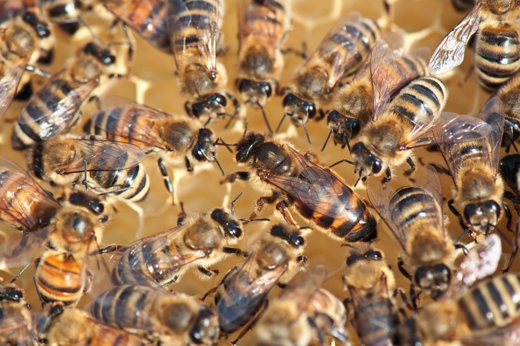 Bal arıları kolonilerinde kraliçe arının tek görevi yumurtlamaktır. Kraliçe arı salgıladığı feromonla işçi arıları etrafına çeker, kolonide birliği ve düzeni sağlar.