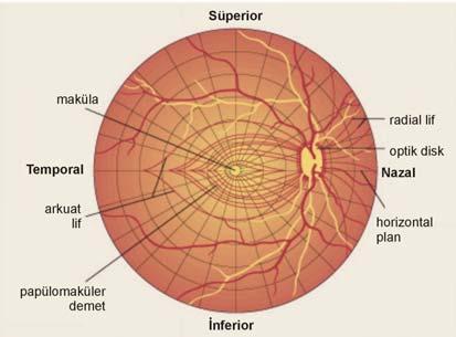 Retinanın üst ve alt yarısındaki lifler horizontal orta hattı geçmezler ve birbirlerinden yatay bir hatla ayrılırlar.