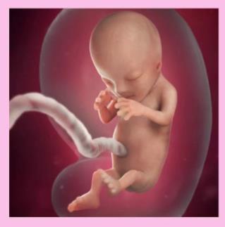 FETAL TİROİD FETAL TİROİD 10-12. HF TSH ÜRETMEYE BAŞLAR YETERLİ MİKTAR 18-20. HF GLANDIN MATURASYONU 3. TRİM.