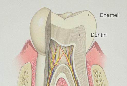Mine dişin anatomik kronunu çepeçevre sarar ve değişik bölgelerde farklı kalınlıklar gösterir.