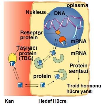 Tiroid hormonları olan T3 ve tiroksin (T4) amin hormon olmalarına rağmen lipofilik özelliktedir. Reseptörleri hücre çekirdeğinde bulunur.