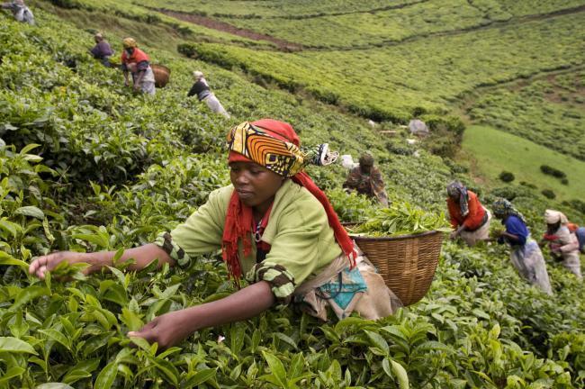 Akabinde Çay İstişare Birimi çalışanları, verimliliği ve ürün kalitesini artırmak üzere çay üreticisi KOBİ lerle deneyimlerini paylaşmalıdır. KENYA Kenya, 475.