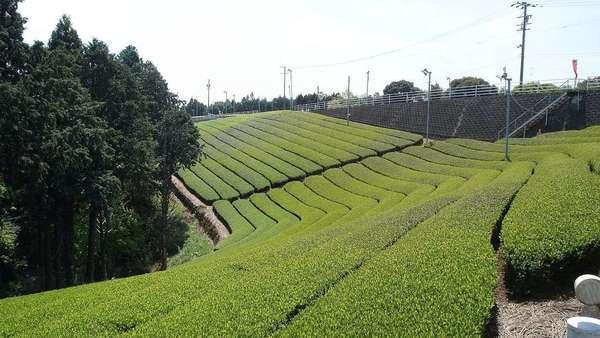 önemli bir yeri bulunmaktadır. Üretiminin yüzde 99 undan fazlası yeşil çaydır.