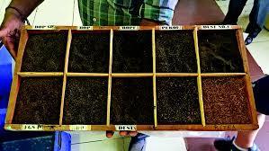 Seylan siyah çayın özellikleri de bölgesel olarak değişkenlik göstermektedir.