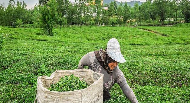 200 ton çay üretimiyle Türkiye hariç Yakın Doğu daki tek çay üreticisi ülkedir. Bununla birlikte, çay üretiminin yıllık 110.000 ton civarında olduğu tahmin edilmiştir ve bunun yüzde 98 i siyah çaydır.