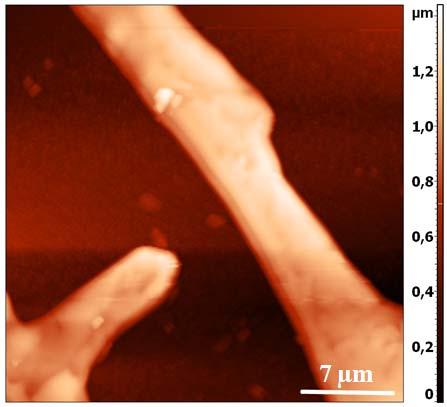 4.1.2.1 ph=3,6 Kurşun (Pb) arahidat ince filminin atomik kuvvet mikroskobu sonuçları AKM görüntülemesi sırasında elektron mikroskobu görüntülerine benzer sonuçlar elde etmek amaçlanmıştır. Şekil 4.