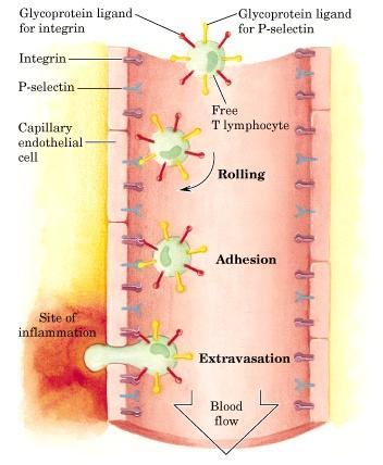 Selektin Hücre-hücre tanınmasına ve adezyona aracılık eden plazma zarında bulunan lektin