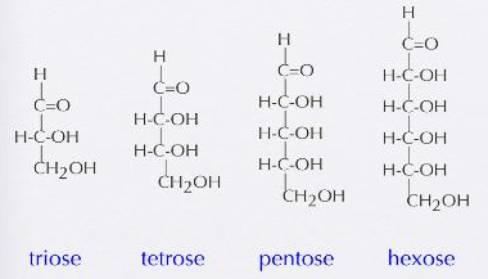 Monosakkaritler, moleküllerindeki toplam