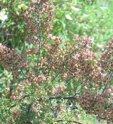 86 ERICACEAE 4.40. Erica arborea L. Şekil 4-42: Erica arborea Yaklaşık 3 m boyunda, gövdesi yoğun tüylü, dik, her dem yeşil çalılar. Yapraklar genellikle 3 lü halka halinde, 4-7 x 0,5-0,7 mm.
