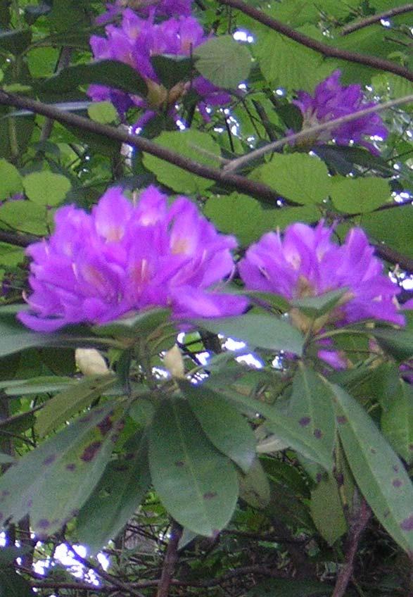 88 ERICACEAE 4.41. Rhododendron ponticum L. subsp. ponticum 10 m ye kadar uzunlukta büyük çalılar. Yaprak sapı 1-1,5 cm; lamina eliptikten obovata kadar değişen şekillerde, 6-17 x 3,5-4,5 cm, derimsi.
