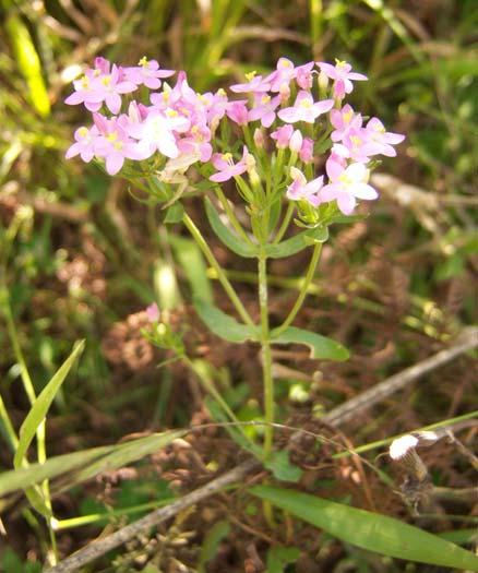 92 GENTIANACEAE 4.43. Centaurium erythraea Rafn subsp. erythraea 5-50 cm boyunda, tabanda belirgin rozet yapraklı, genellikle iki yıllık bitkiler.