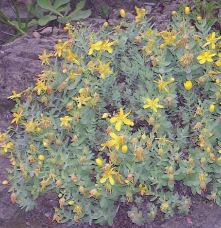 98 HYPERICACEAE 4.47. Hypericum cerastoides (Spach) Robson 7-27 cm boyunda, yatık veya yükselici, bazen tabanda dallanmış veya köklenmiş bitkiler.