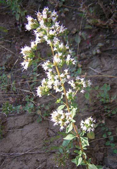 115 LABIATAE 4.56. Origanum vulgare L. subsp. hirtum (Link) Ietswaart Yaklaşık 1 m boyunda, çok yıllık otsu bitkiler. Gövde sık yumuşak tüylü. Dallar gövde üzerinde 12 çift, boyu 25 cm ye kadar.