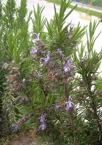 117 LABIATAE 4.57. *Rosmarinus officinalis L. 50 cm ye kadar uzunlukta, dalları yükselici veya dik, aromatik bitkiler.