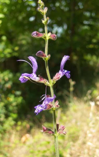 119 LABIATAE 4.58. Salvia virgata Jacq. Şekil 4-60: Salvia virgata 30-100 cm boyunda, çok yıllık otsu bitkiler. Dallanmış gövde dik ve çeşitli şekillerde tüylerle kaplı.