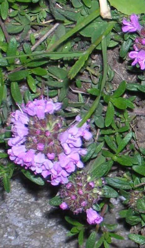 121 LABIATAE 4.59. Thymus longicaulis C. Presl subsp. longicaulis var. subisophyllus (Borbás) Jalas Uzun, bazen odunsu, sürünücü dallı bitkiler.