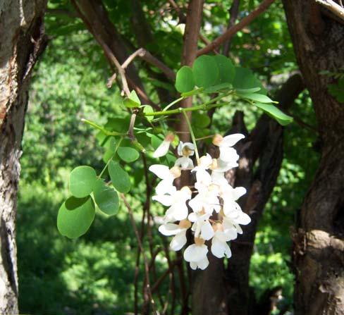 127 LEGUMINOSAE 4.63. *Robinia pseudoacacia L. Şekil 4-65: Robinia pseudoacacia 25 m ye kadar boyda, çiçekleri hoş kokulu, dioik ağaçlar.