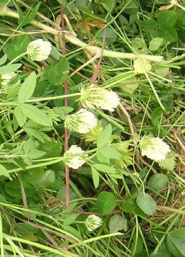 131 LEGUMINOSAE 4.65. Trifolium constantinopolitanum Ser. Şekil 4-67: Trifolium constantinopolitanum Yükselici veya dik, 10-60 cm boyunda, tek yılık bitkiler. Stipula lanseolat veya subulat.