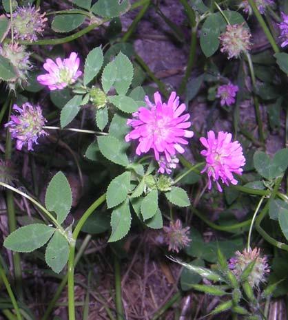 132 LEGUMINOSAE 4.66. Trifolium resupinatum L. var. resupinatum Yükselici veya dik, 20-60 cm boyunda, tek yılık bitkiler. Folioller 0,4-2 cm, tepesi daralmış yuvarlak, romboid veya ovatoblong.