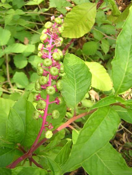153 PHYTOLACCACEAE 4.77. Phytolacca americana L. Dallanmış kırmızımsı gövdeli, çıplak, 3 m ye kadar boyda, çok yıllık otsu bitkiler. Yapraklar saplı, ovat-lanseolat, belirgin pinnat damarlı.
