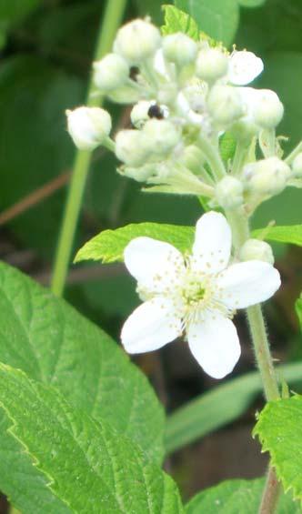 184 ROSACEAE 4.92. Rubus canescens DC. var. canescens Çoğunlukla sürünücü, alçak çalılar. Sürgünler yatık, köşeli, kısa tüylü veya çıplak, seyrek, kısa falkat dikenli.