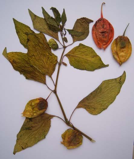 195 SOLANACEAE 4.98. Physalis alkekengi L. Sürünücü rizomlu, çok yıllık otsu bitkiler. Gövde 30-60 cm, dik, basit veya dallanmış, üst kısımda kısa tüylü.
