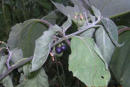 197 SOLANACEAE 4.99. Solanum nigrum L. subsp. nigrum 10-70 cm uzunluğunda dik, dallanm gövdeli, uzun yumuşak ve sık ya tüylü, tek yıllık bitkiler.