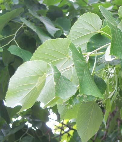 199 TILIACEAE 4.100. Tilia argentea Desf. Şekil 4-104: Tilia argentea Yaklaşık 40 m. boyunda, yaprak döken ağaçlar.