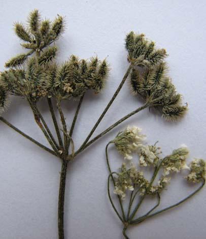 207 UMBELLIFERAE 4.104. Torilis arvensis (Huds.) Link subsp. arvensis 100 cm ye kadar boyda, genellikle dallanmış, geriye dönük kılsı tüylü, dik bitkiler.