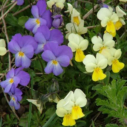 211 VIOLACEAE 4.106. Viola gracilis Sibth.&Sm. Şekil 4-111: Viola gracilis Çok yıllık veya çok yıllıkta yaşayabilen otsu bitkiler. Gövde yükselici-dik, 5-25 cm, genellikle yumuşak kılsı-sert tüylü.