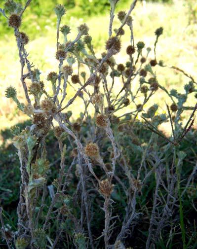 47 COMPOSITAE 4.17. Filago vulgaris Lam. Şekil 4-18: Filago vulgaris 5-40 cm boyunda, dik, ortadan itibaren dallanmış gövdeli bitkiler. Tüy örtüsü grimsibeyaz.