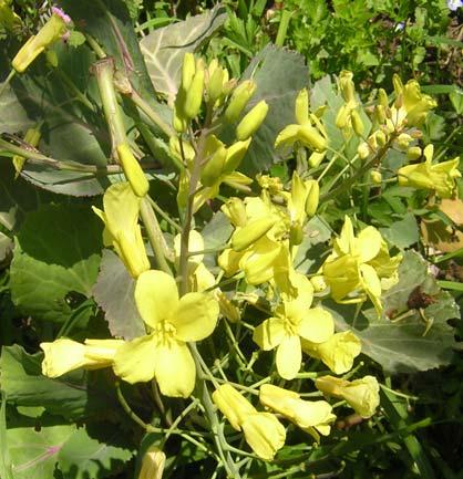 72 CRUCIFERAE 4.32. *Brassica oleracea L. var. acephala DC. 300 cm ye kadar boyda, tüysüz, bir veya iki yıllık, gövdesi tabanda olgunlaşmış bitkiler.