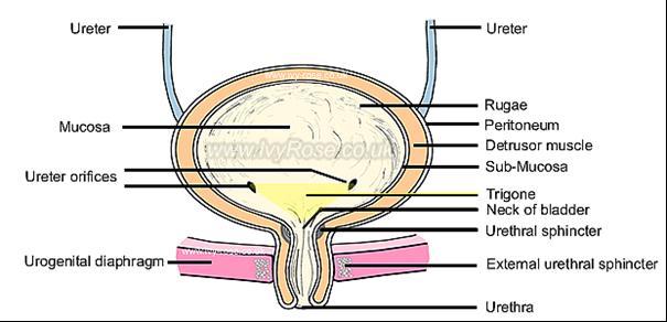 10 Şekil 1: Alt Üriner Sistem Anatomisi http://www.ivyrose.co.uk/humanbody/urinary/urinary_bladder_urethra_female.php 2.