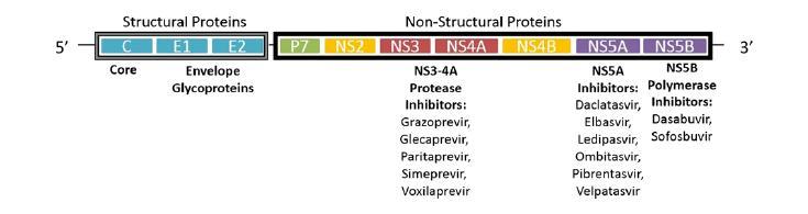 NS3/4A proteaz