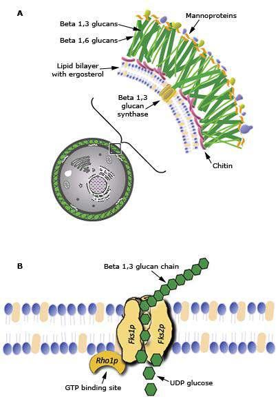Candida larda ekinokandinlere direnç mekanizması 1- B-glükan sentaz ın 2 subüniti var; Fksp (enzimin aktif kısmıdır) ve Rho1p Dirençten enzimin Fksp kısmını kotlayan gen
