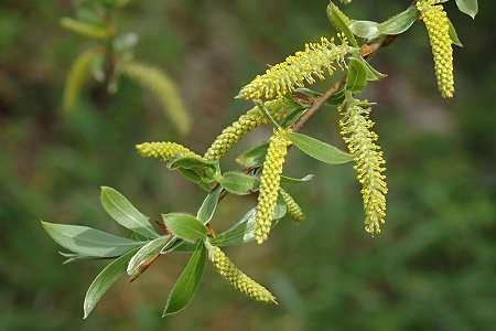 Salix alba (Ak Söğüt) İçerik: Salisilin glikozidi, tanen, reçine, benzolinsalisin, populin vb. ihtiva eder.