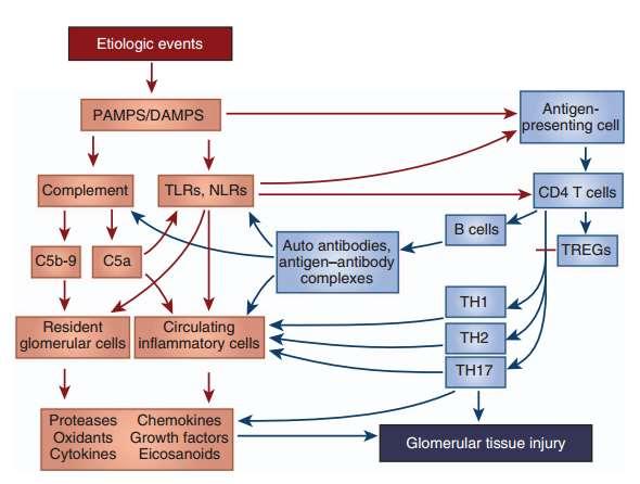 PAMPS: pathogen-associated molecular patterns DAMPS: damage-associated molecular patterns