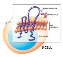 hücre ilişkili sitotoksisite (ADCC) NK hc interaksiyonu