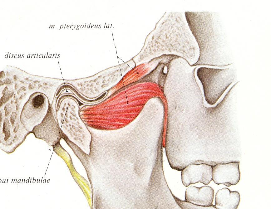 Sınıf ll malokluzyonda lateral pterygoid kas daha kısadır Çünkü mandibula craniuma göre geride konumlanmıştır