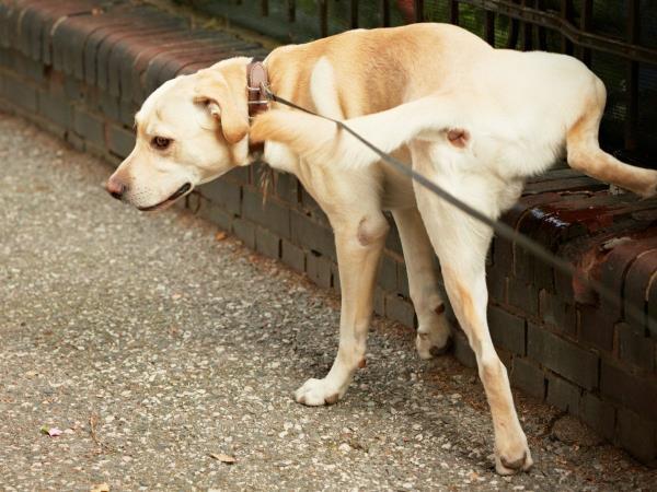 Köpeklerin bölge işaretlemeleri ve insanların sokakta idrar yapmaları karşısında koruma Sokakta idrar yapmak çirkin bir konudur; ancak bu aktivite, bar alanları, merdivenler ve otoparklarda neredeyse