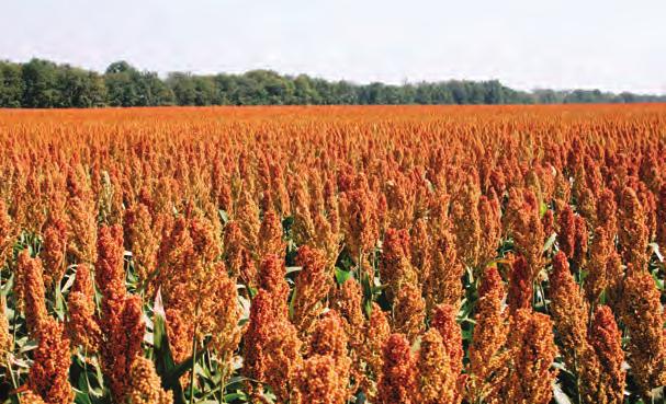 TEKNİK ROTA Hasat ve muhafaza Sorgum hasadı, samanlı diğer tahıllar için kullanılan biçerdöver gibi özel herhangi bir ekipman gerektirmemektedir.