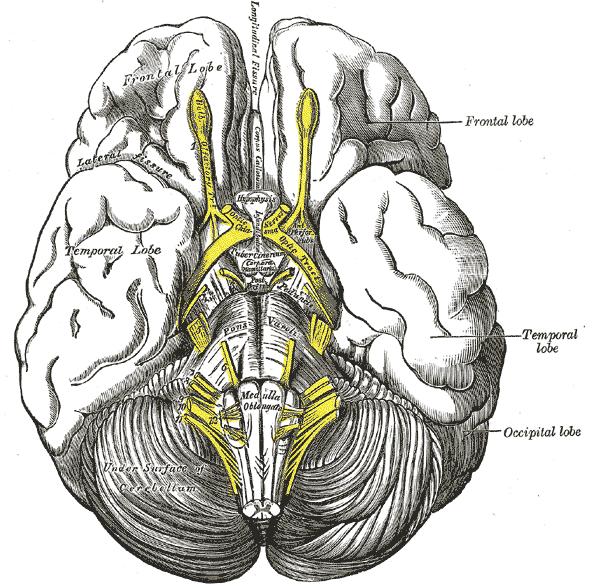 Çağrışım korteksi Broca Alanı İşitsel korteks