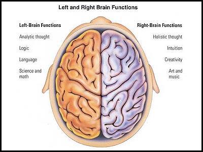 BEYİN YARIMKÜRELERİ ve UZMANLAŞMA Sol beyin Sağ beyin Analitik düşünme Mantık