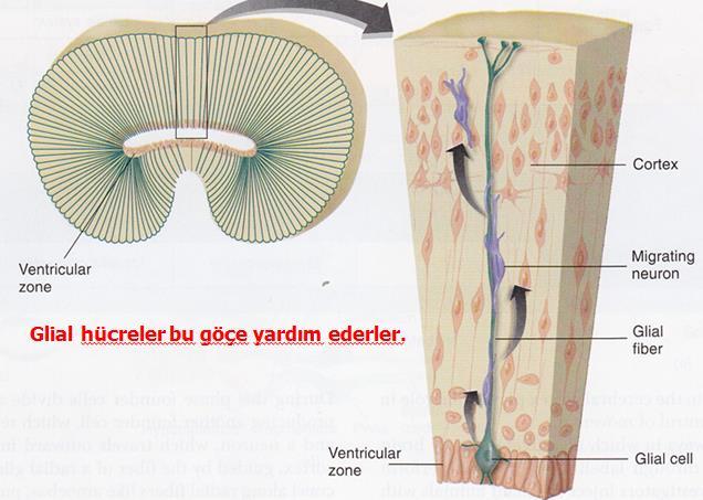 Beynin Gelişimi Doğum öncesi 5-20.