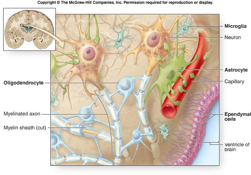 Glial Hücreler NÖROGLİA (DESTEK HÜCRELERİ) Myelin kılıfları Destekleme, birarada tutma Atık maddelerin